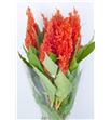 Celosia plumosa sunday orange 75 - CELPLUNAR