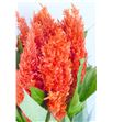 Celosia plumosa sunday orange 75 - CELPLUNAR1
