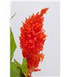 Celosia plumosa sunday orange 75 - CELPLUNAR2