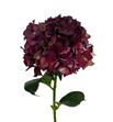 Hydr mag rubyred classic 80 - HYDMAGRUBCLA