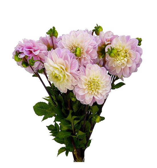 Dahlia dec sweet nathalie 55 - DAHSWENAT