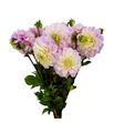 Dahlia dec sweet nathalie 55 - DAHSWENAT