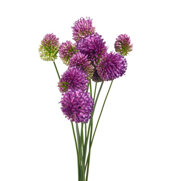 Allium sphaeroc 85 - ALLSPH