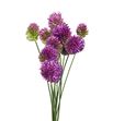 Allium sphaeroc 85 - ALLSPH
