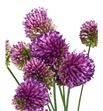 Allium sphaeroc 85 - ALLSPH1