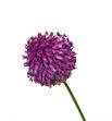 Allium sphaeroc 85 - ALLSPH2