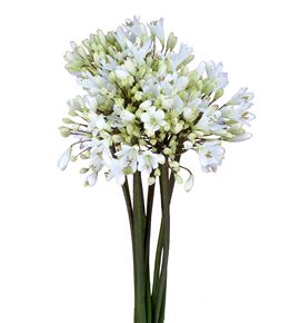 Agapanthus gletsjer 70 - AGASPA