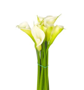 Cala blanca 90 - CALBLA