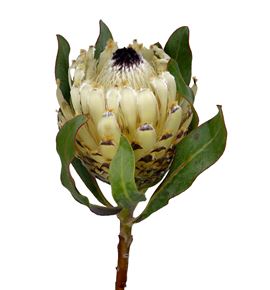 Protea ice queen 40 - PROBARSNOQUE