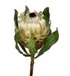 Protea ice queen 40 - PROBARSNOQUE