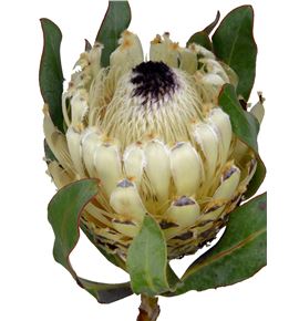 Protea ice queen 40 - PROBARSNOQUE