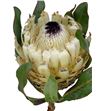 Protea ice queen 40 - PROBARSNOQUE1
