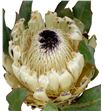 Protea ice queen 40 - PROBARSNOQUE2