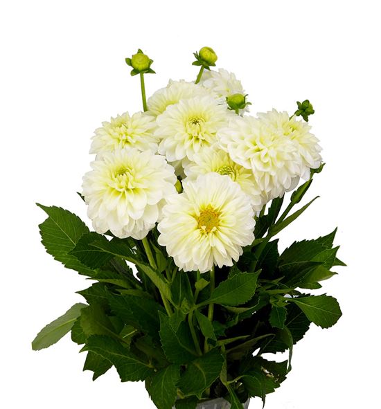 Dahlia dec polar ice 55 - DAHDECPOLICE