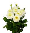 Dahlia dec polar ice 55 - DAHDECPOLICE