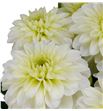 Dahlia dec polar ice 55 - DAHDECPOLICE1