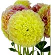 Dahlia sweet suzanne 60 - DAHSWESUZ1