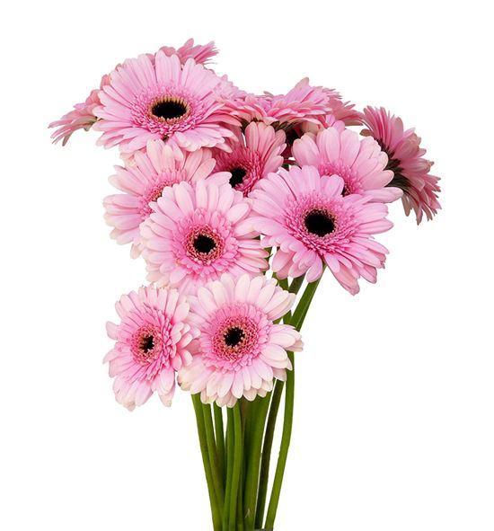 Gerb mini everton 50 - GERMEVE