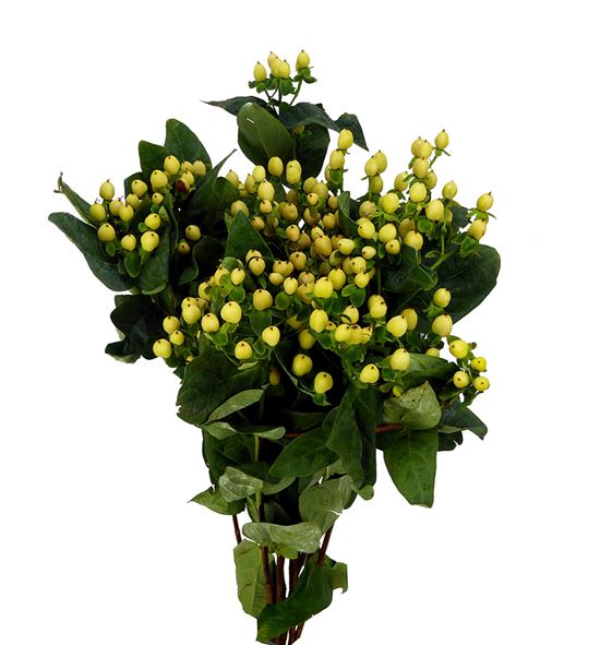 Hypericum mag white 60 - HYPMAGWHI
