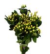 Hypericum mag white 60 - HYPMAGWHI