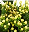 Hypericum mag white 60 - HYPMAGWHI1