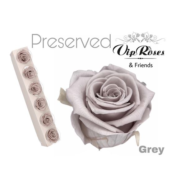 Rosa preservada grey 6 unid - ROSPREGRE6