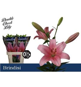 Lilium la hol brindisi 85 - LAHBRI