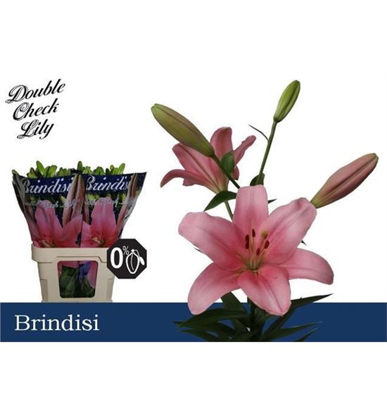 Lilium la hol brindisi 85 - LAHBRI