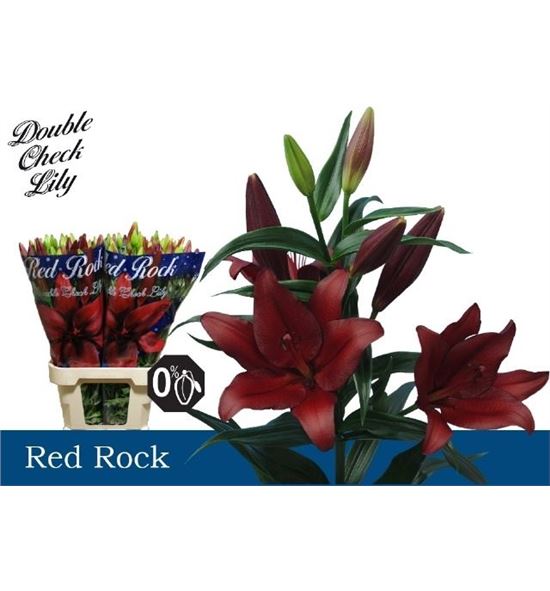 Lilium la hol red rock 85 - LAHREDROC