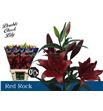Lilium la hol red rock 85 - LAHREDROC