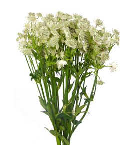 Astrantia million star 50 - ASTMILSTA