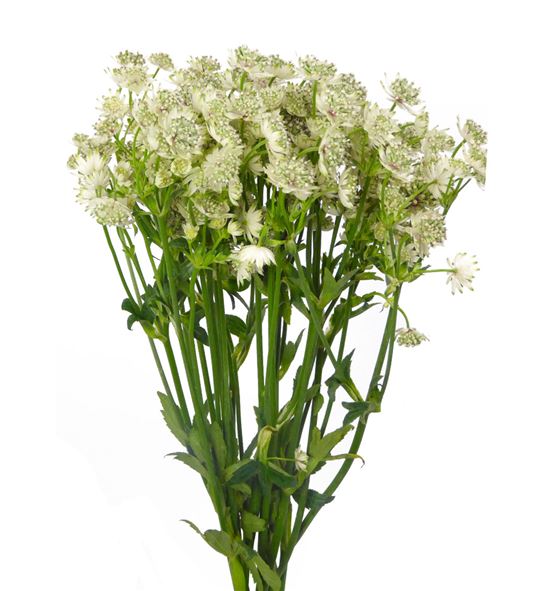 Astrantia million star 50 - ASTMILSTA