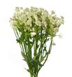 Astrantia million star 50 - ASTMILSTA