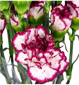 Clavel fancy blanco morado - CLACOLBLAMOR