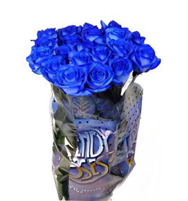 Rosa hol. azul 70 - RGRAZU