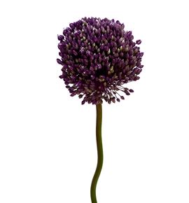 Allium grootbloemig 85cm - ALLGRO