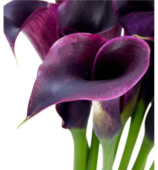 Calla Rudolph 40cm Cala rudolph 50