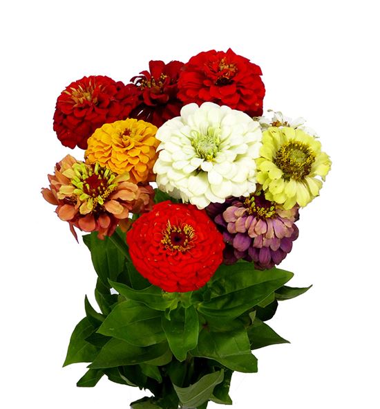 Zinnia mixta 48 - ZINMIX