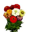 Zinnia mixta 48 - ZINMIX