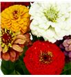 Zinnia mixta 48 - ZINMIX1