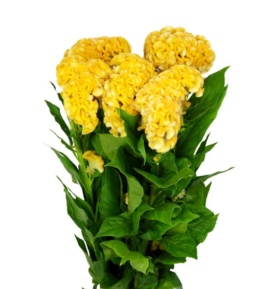 Celosia amarilla - CELAMA