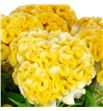 Celosia amarilla - CELAMA2