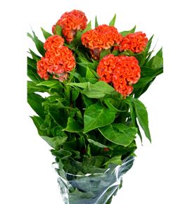 Celosia naranja - CELNAR