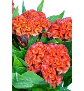 Celosia naranja - CELNAR