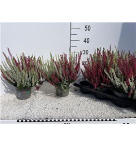 Pl. calluna beauty-ladies mixta 28cm x8 - CALBEAMIX81228