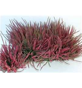 Pl. calluna garden girls athen 25cm x8 - CALGARGIR81225