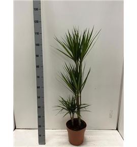 Pl. dracaena marginata 120cm x1 - DRAMAR121120