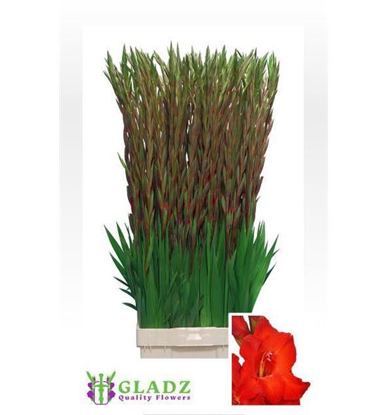 Gladiolo chinon 130 - GLACHI