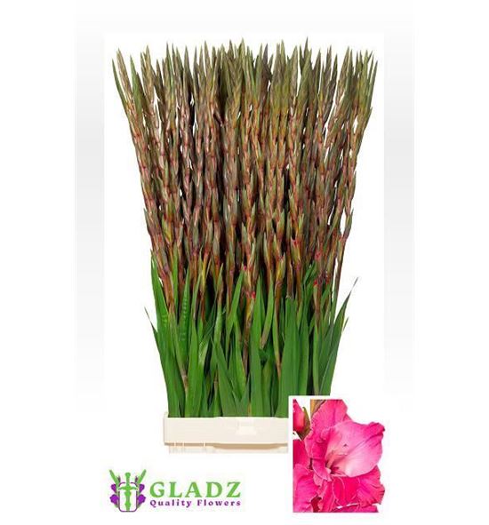 Gladiolo fairytale pink 130