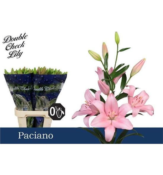 Lilium la hol paciano 90 - LAHPAC